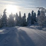 Luminen maisema, jossa tykkylumiset puut, hiihtolatu ja aurinko horisontissa