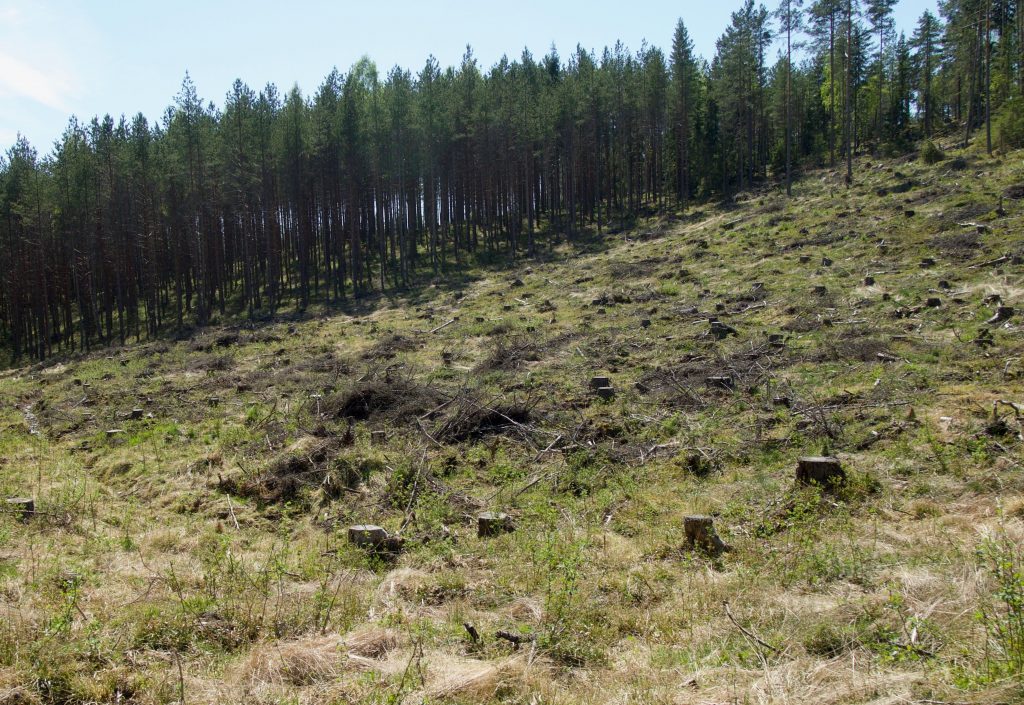 Kuva hakatusta metsästä