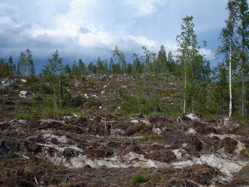 Avohakkuun jälkeistä maaperän muokkausta