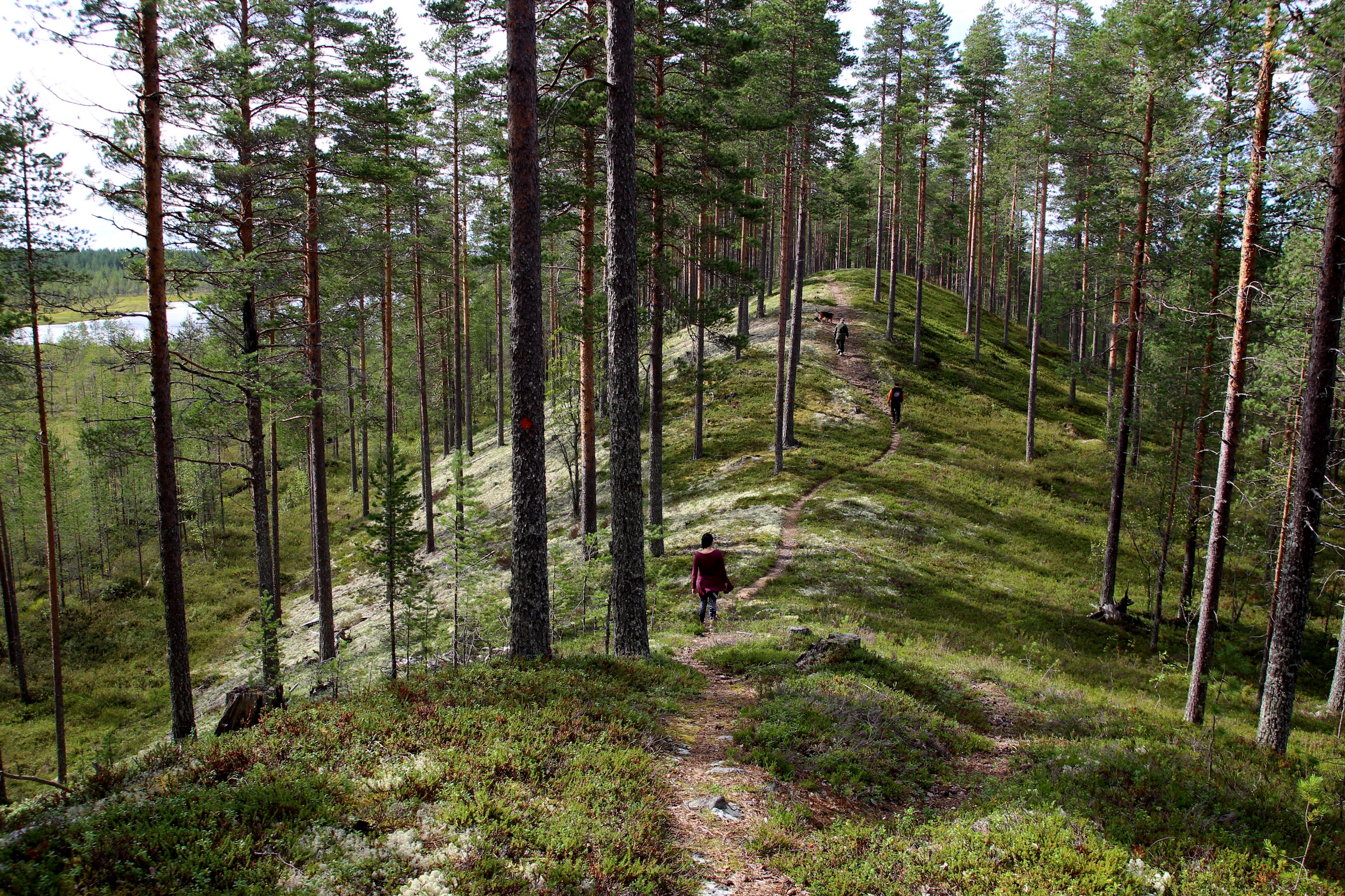 Kohti kansainvälistä geodiversiteetin päivää