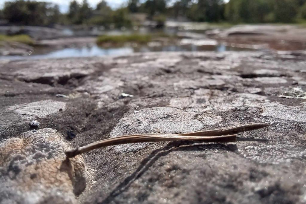 Kuvituskuva artikkeliin, jonka aiheena on ekologinen kompensaatio ja suojeluhyvitys: männynneulanen kalliolla.