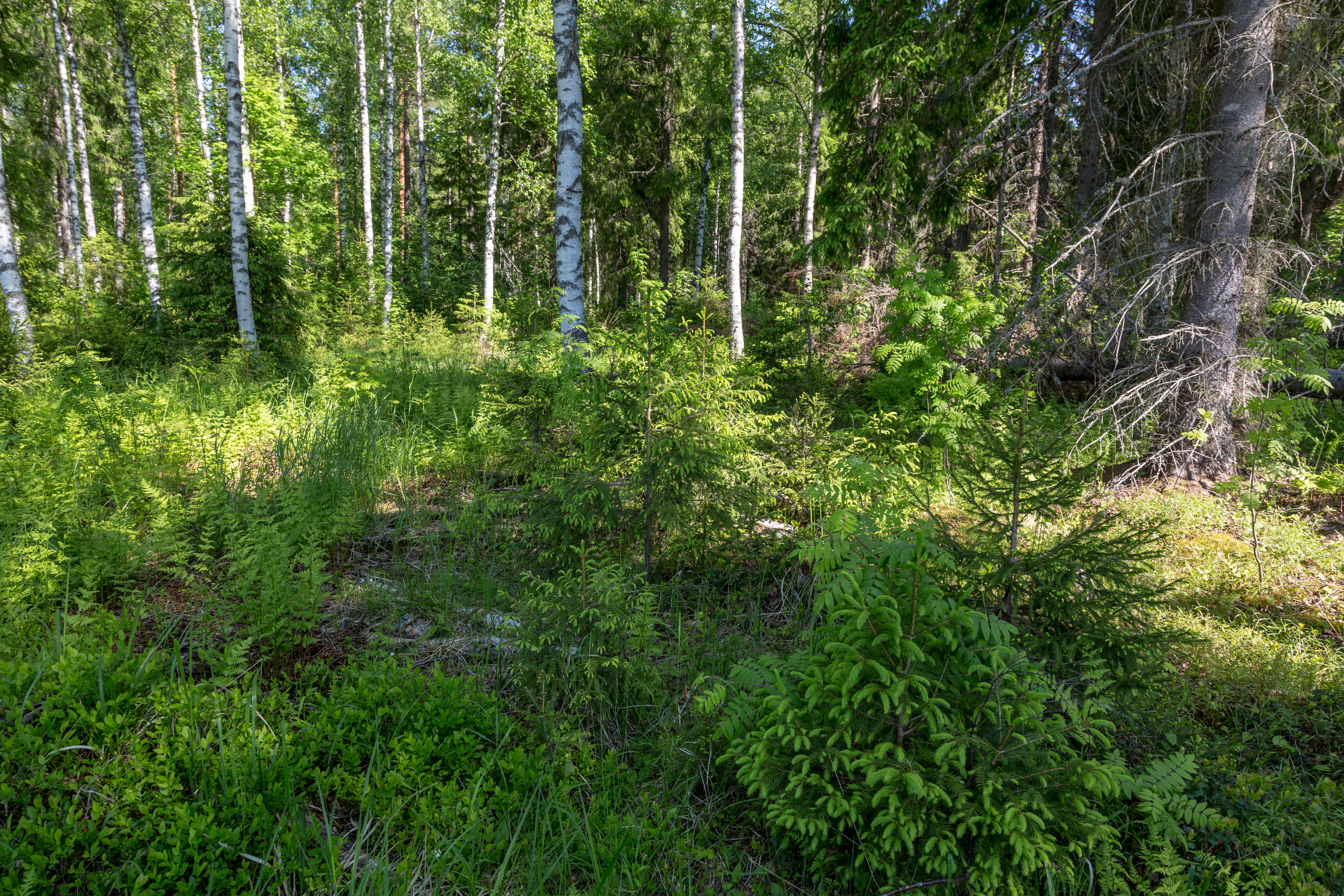 A naturally developed forest is bountiful – Continuous cover structure is a solution for forestry