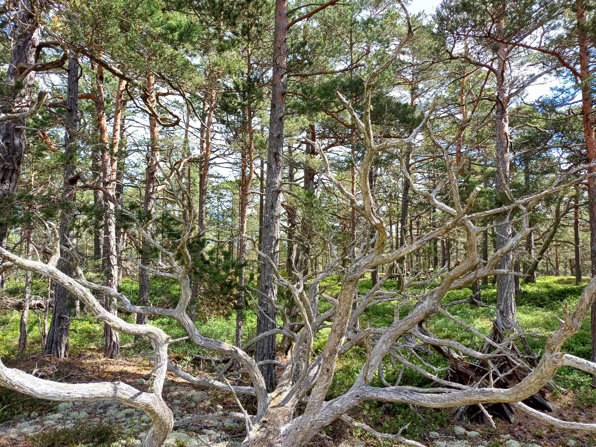 Ekologinen kompensaatio ja suojeluhyvityksen vaikeus