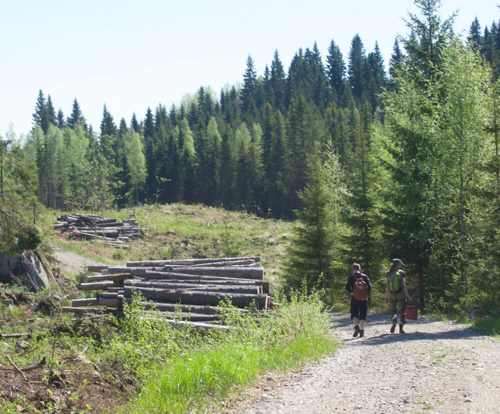 Kuvituskuva, jossa metsätie sekä pinottuja puita