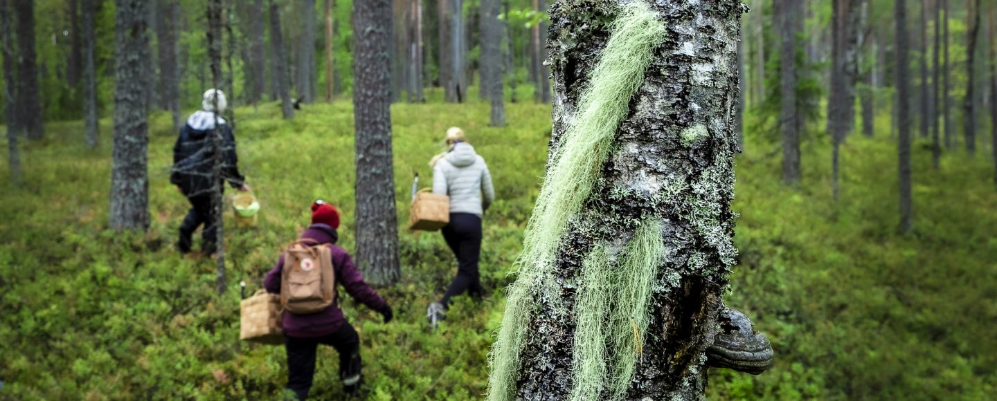 Kuvituskuva artikkelikokonaisuuteen, jossa aiheena lasten ja nuorten metsäsuhde. Kolme marjastajaa tai sienestäjää metsämättäillä selin kameraan. Edessä naavainen koivunrunko.